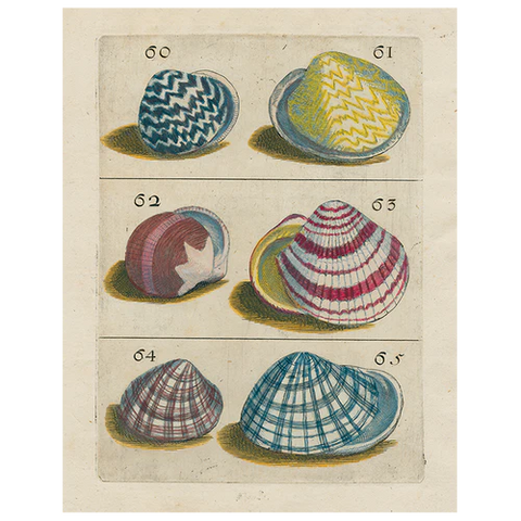 Shells  #60 (p197) 11x14" Rectangle Decorative Tray