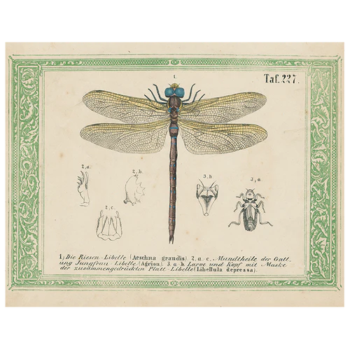 Dragonfly Taf.227 (p256) 11x14" Rectangle Tray