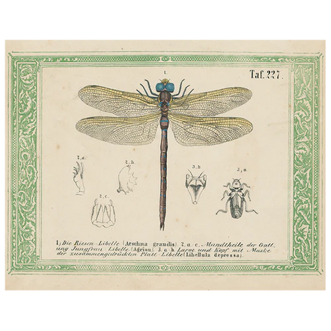 Dragonfly Taf.227 (p256) 11x14" Rectangle Tray
