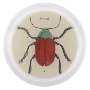 Brazil Bug 6" Coaster